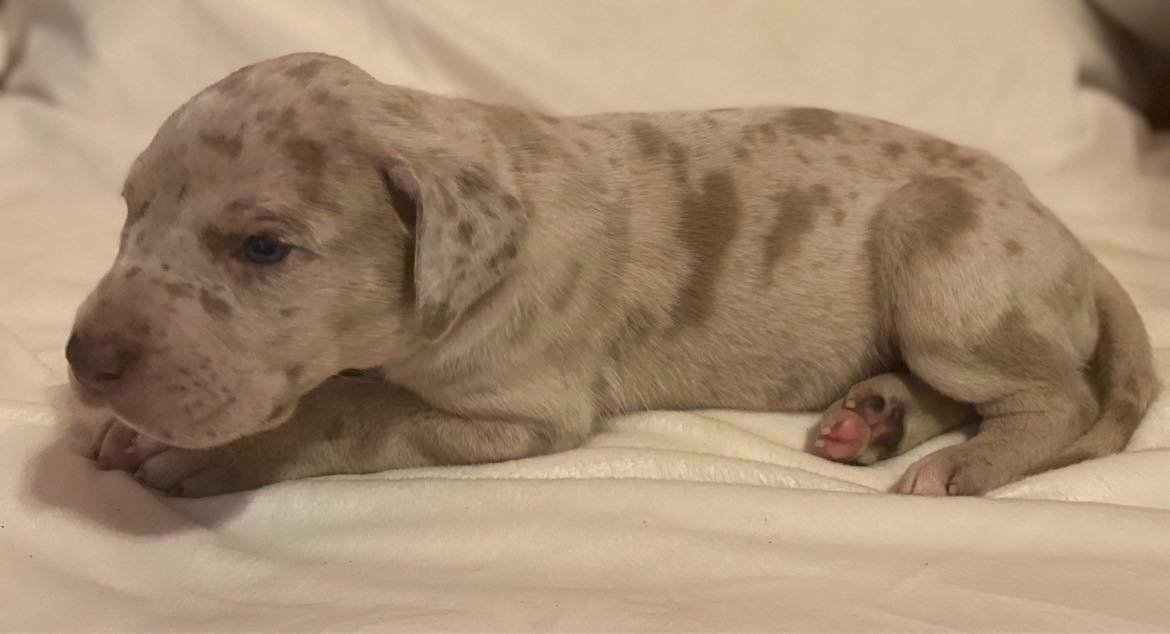 AKC Lilac Fawn Merle Male Great Dane looking for a forever home 