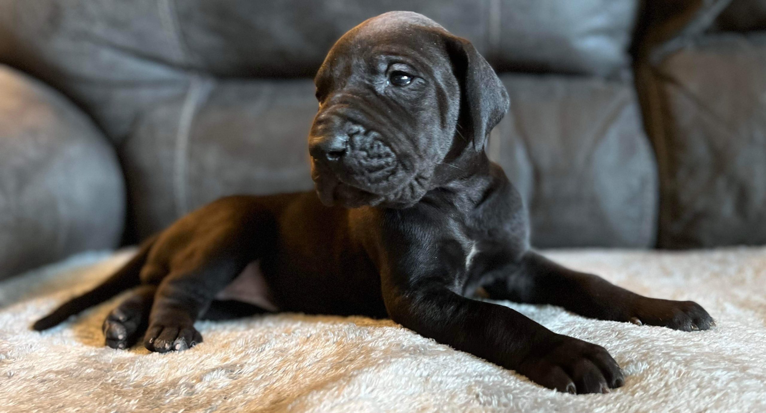 AKC Euro Black Female Great Dane Great Dane Puppies for Sale in 