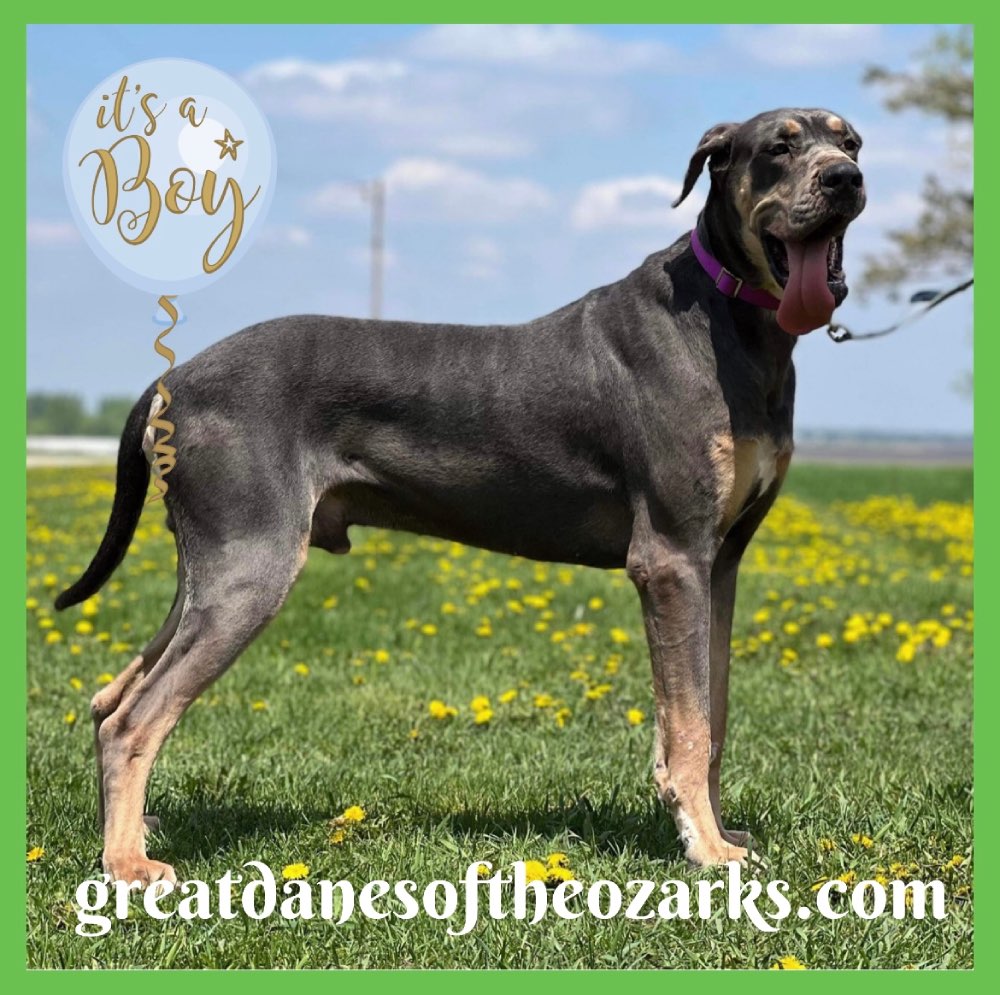Harry 2 Year Old Male Blue Tanpoint Great Dane Great Dane Puppies