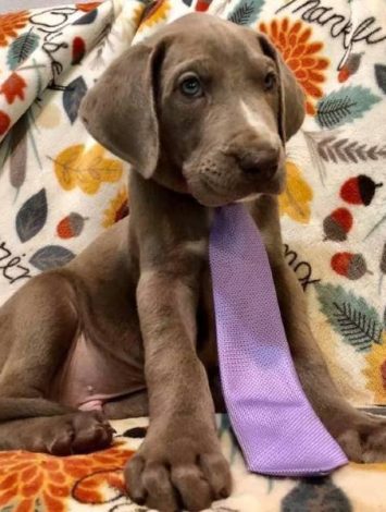Brown Puppy with Tie